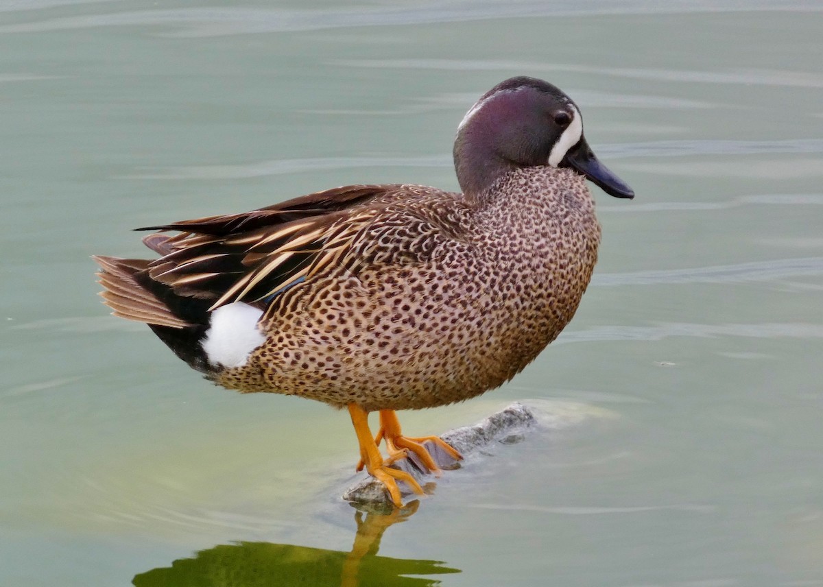 Blue-winged Teal - ML619823118