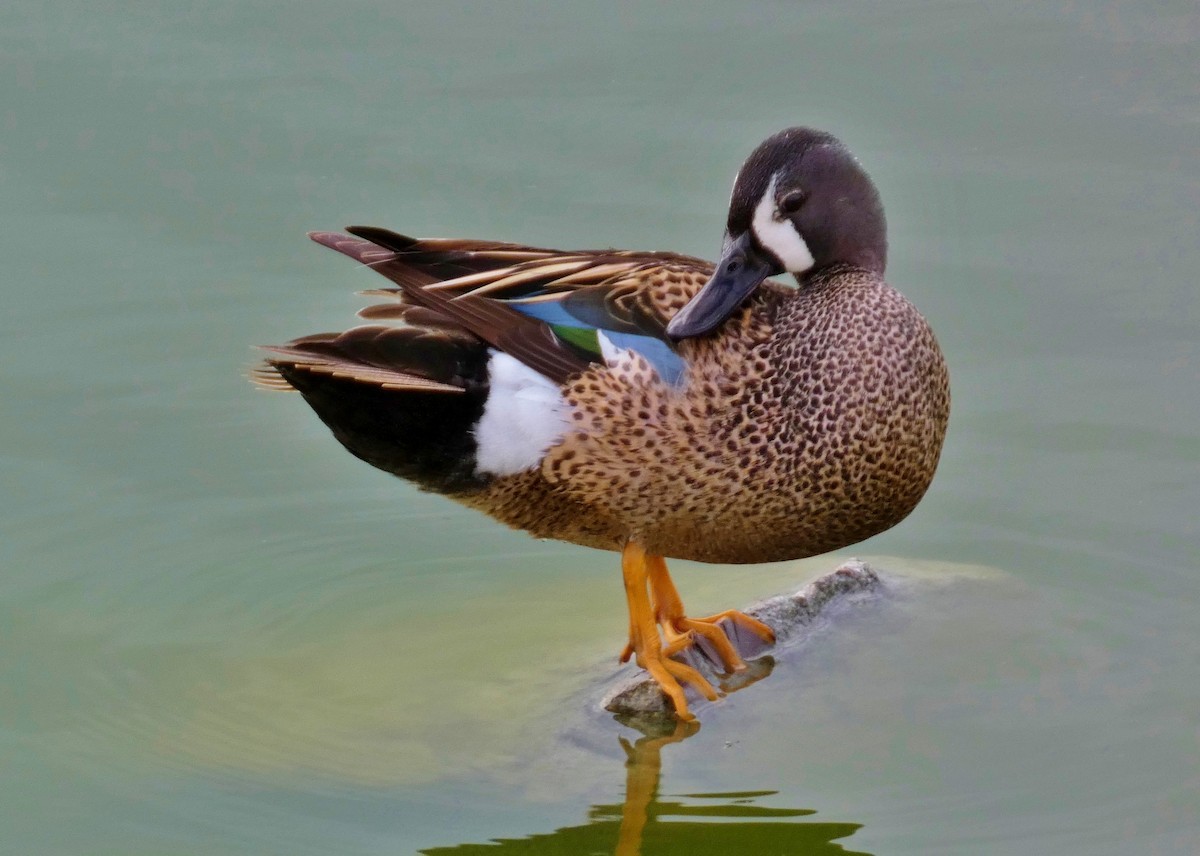 Blue-winged Teal - ML619823119