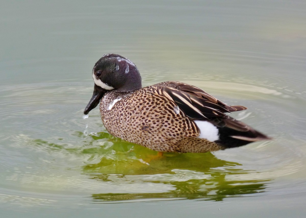 Blue-winged Teal - ML619823121