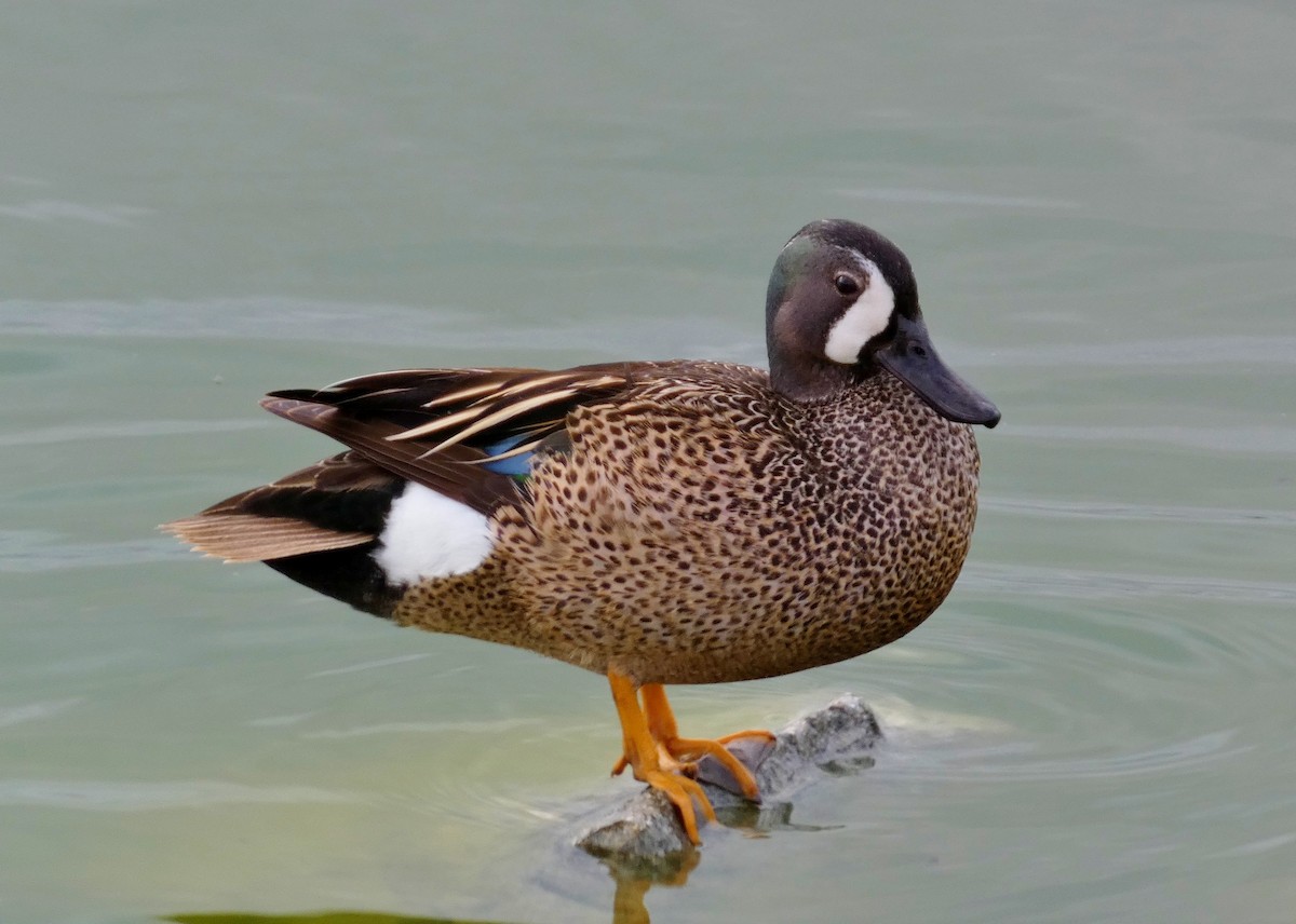 Blue-winged Teal - ML619823122