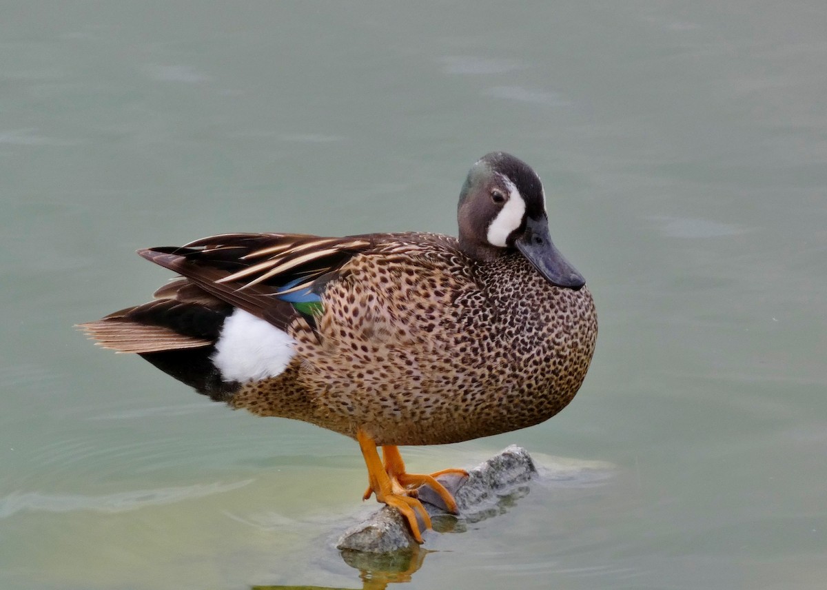 Blue-winged Teal - ML619823123