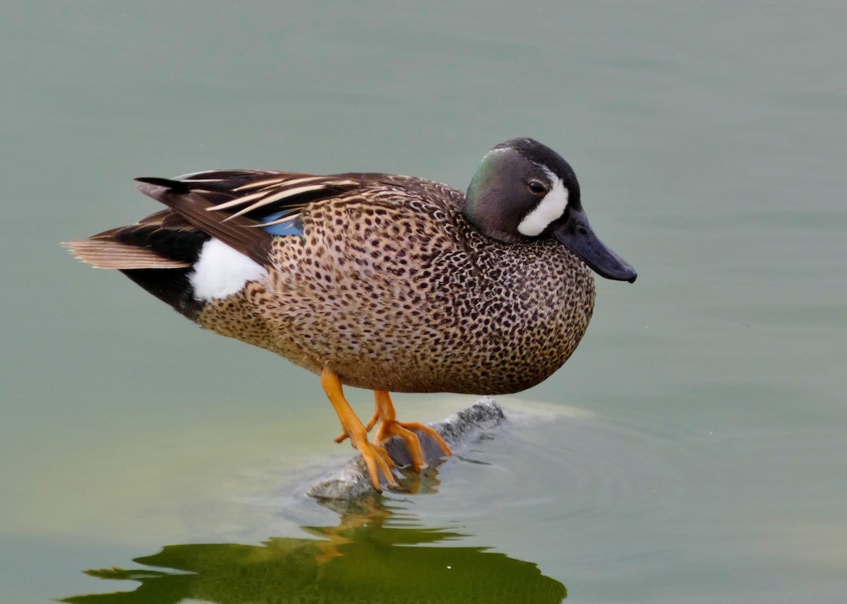 Blue-winged Teal - ML619823124