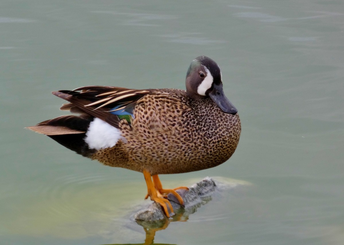 Blue-winged Teal - ML619823125