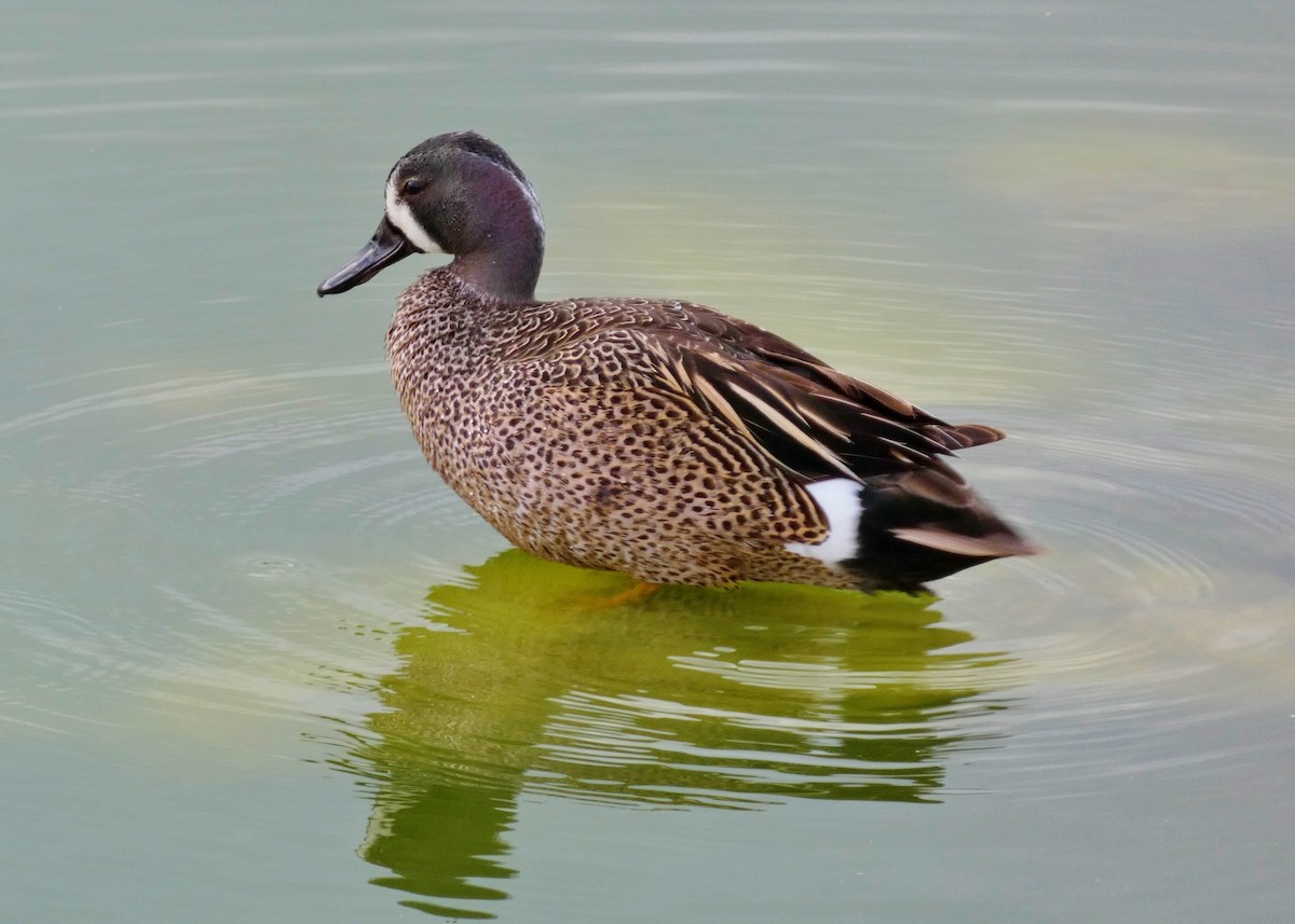 Blue-winged Teal - ML619823129