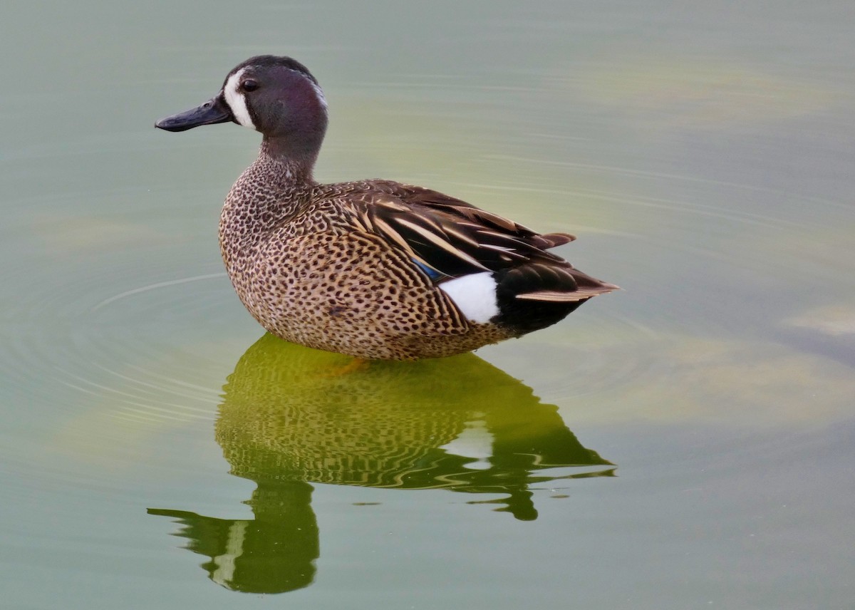 Blue-winged Teal - ML619823133