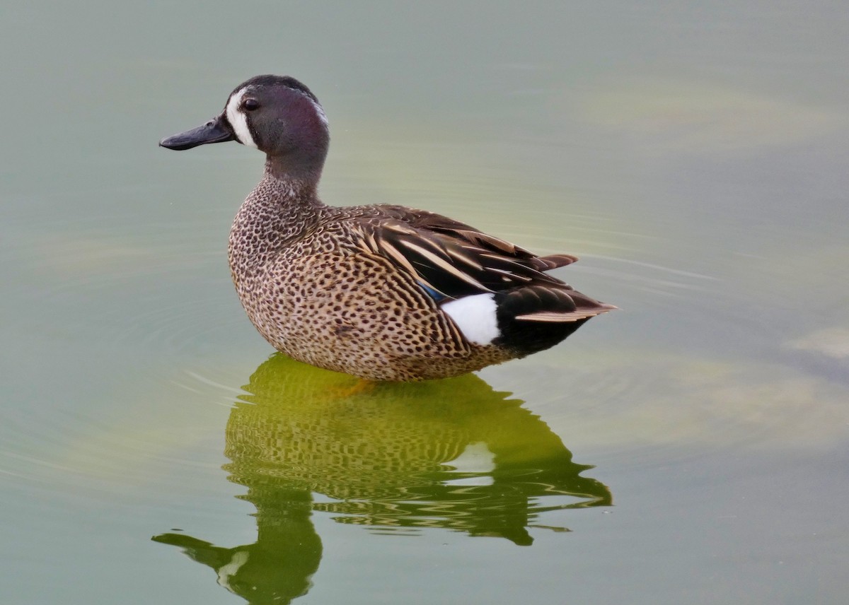 Blue-winged Teal - ML619823135
