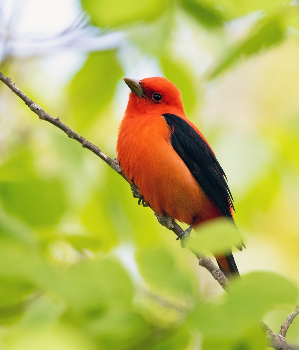 Scarlet Tanager - ML619823163