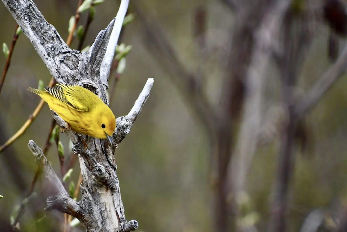 Paruline jaune - ML619823168