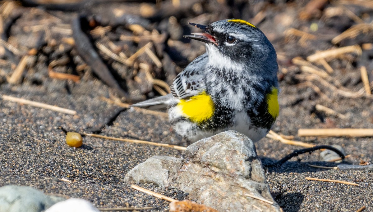 Yellow-rumped Warbler (Myrtle) - Jim Carroll