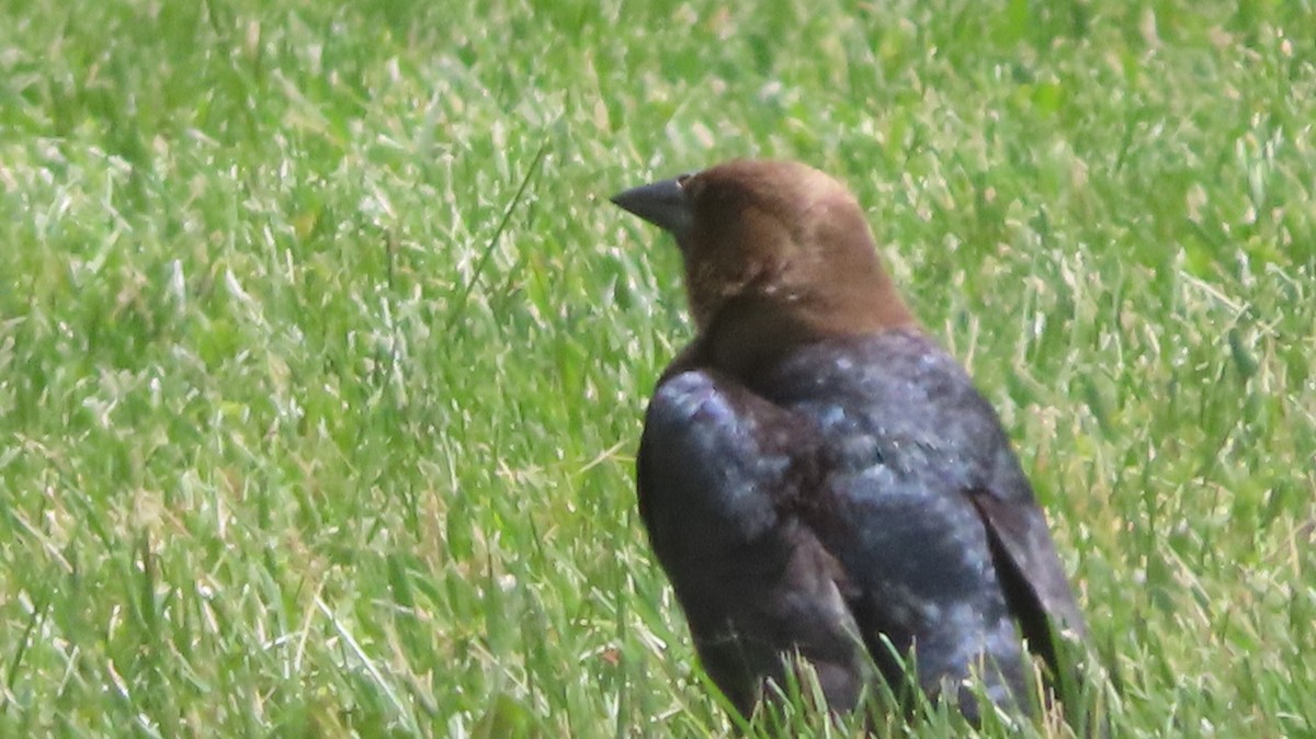 Brown-headed Cowbird - ML619823182