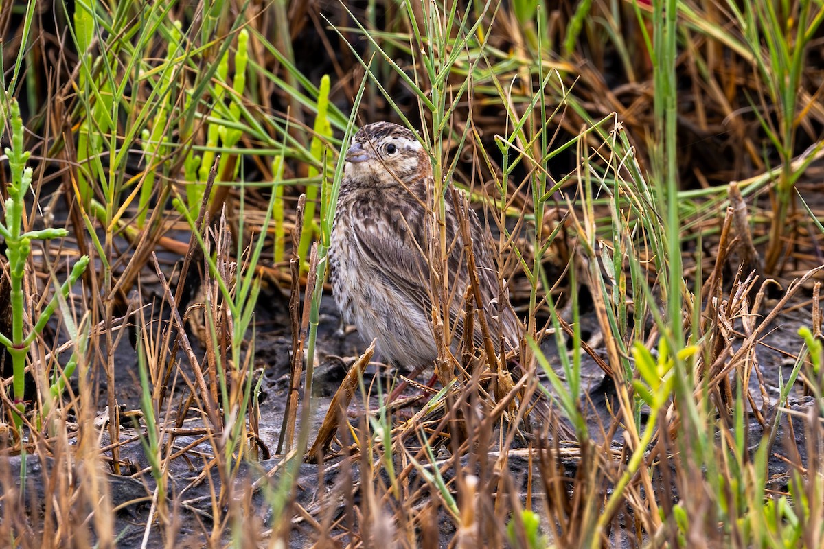 Chestnut-collared Longspur - ML619823190