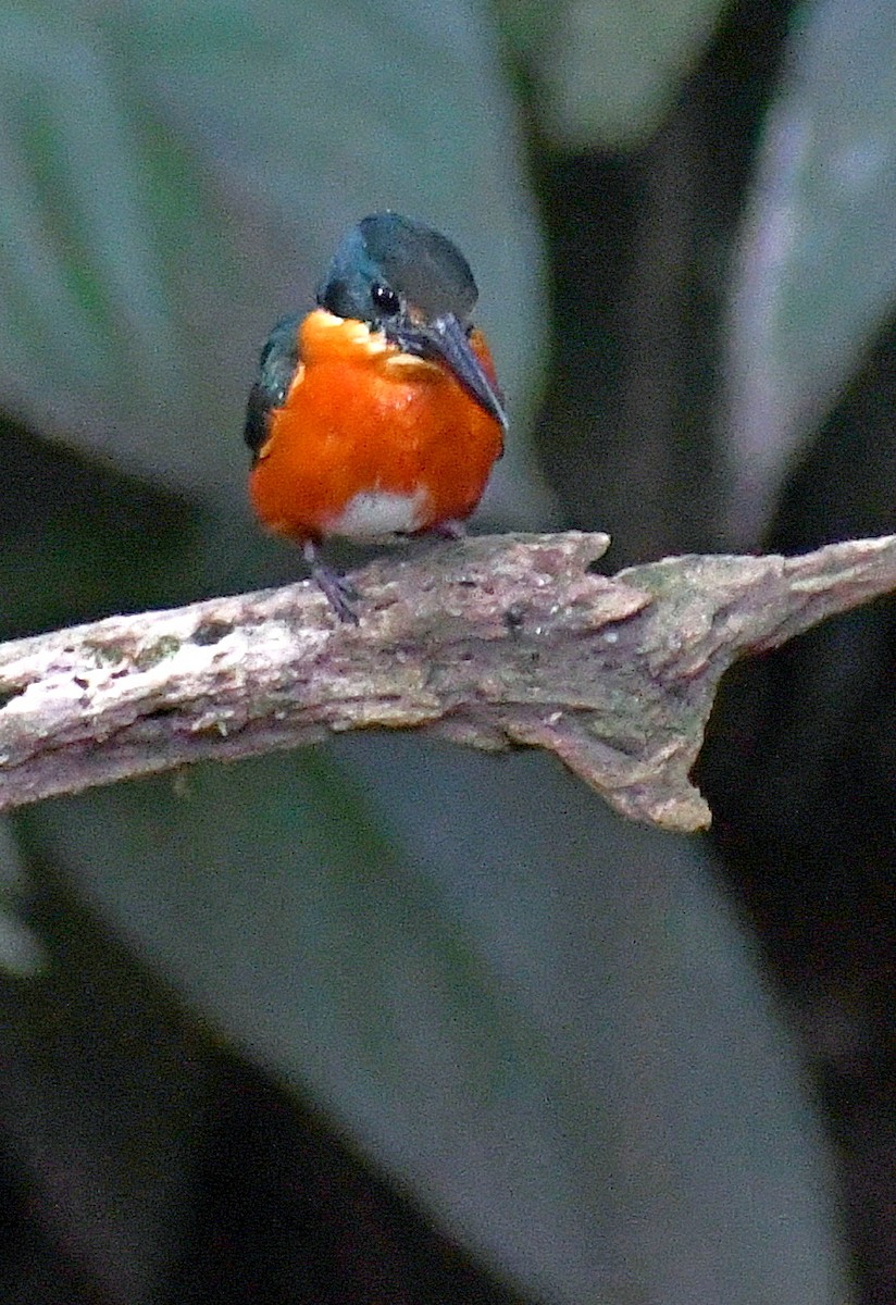 American Pygmy Kingfisher - ML619823201