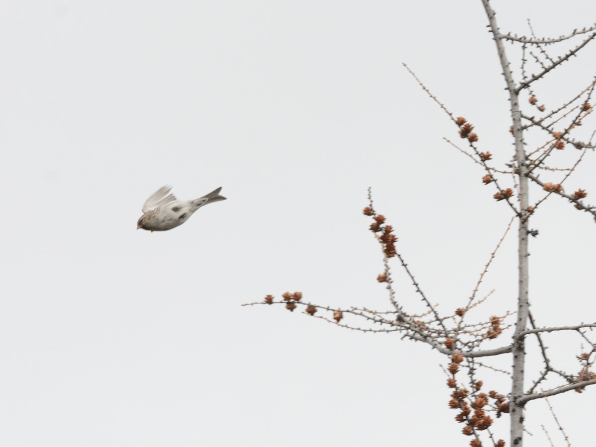 Common Redpoll - ML619823232