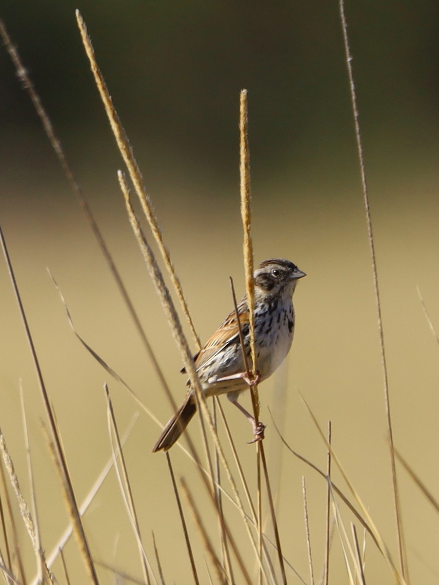 Sierra Madre Sparrow - ML619823238