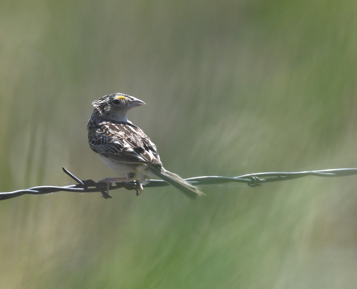 Dickcissel - ML619823250