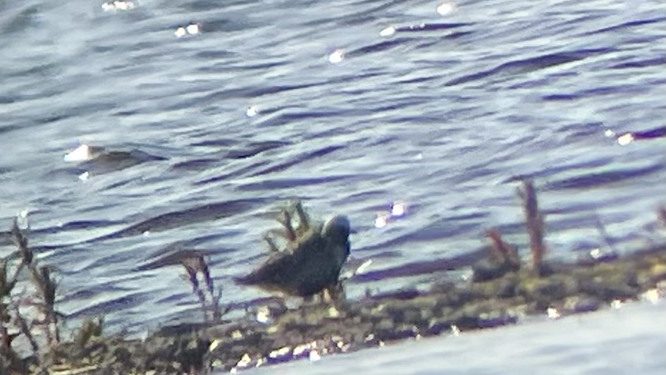 灰斑鴴 - ML619823252