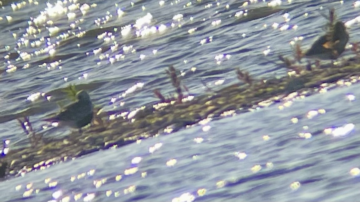 ダイゼン - ML619823253