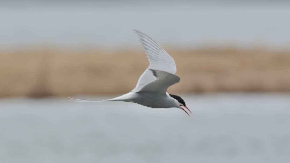 Arctic Tern - ML619823260