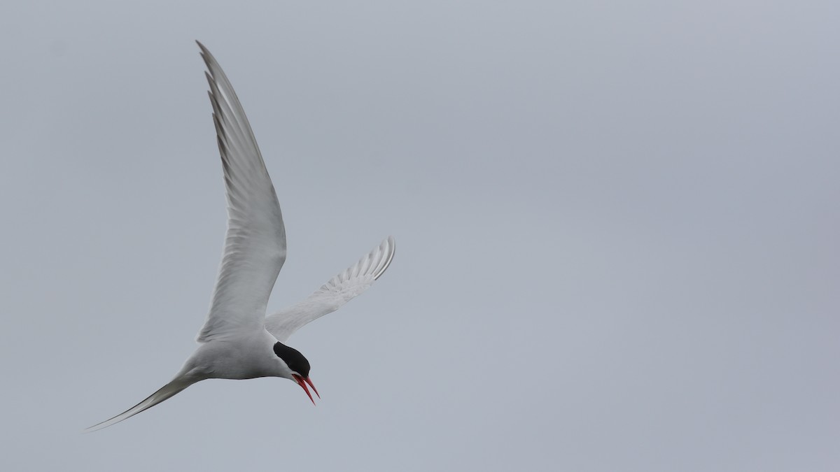 Arctic Tern - ML619823263