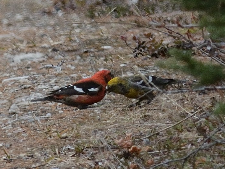 White-winged Crossbill - ML619823267