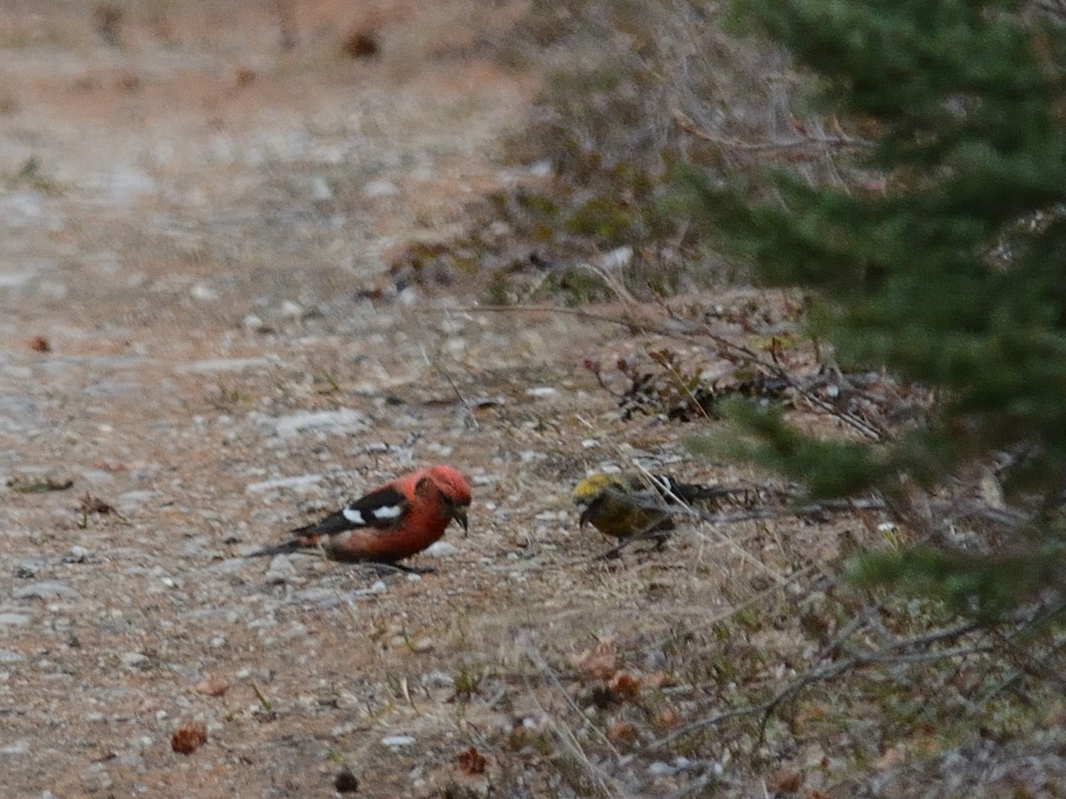 White-winged Crossbill - ML619823268