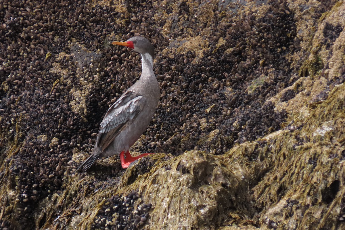 Red-legged Cormorant - ML619823292