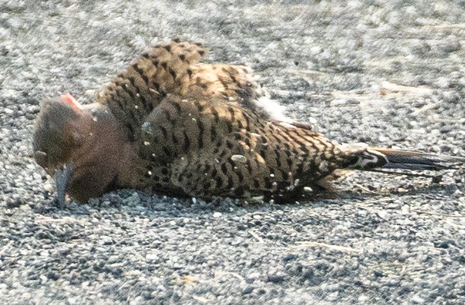 Northern Flicker - ML619823308