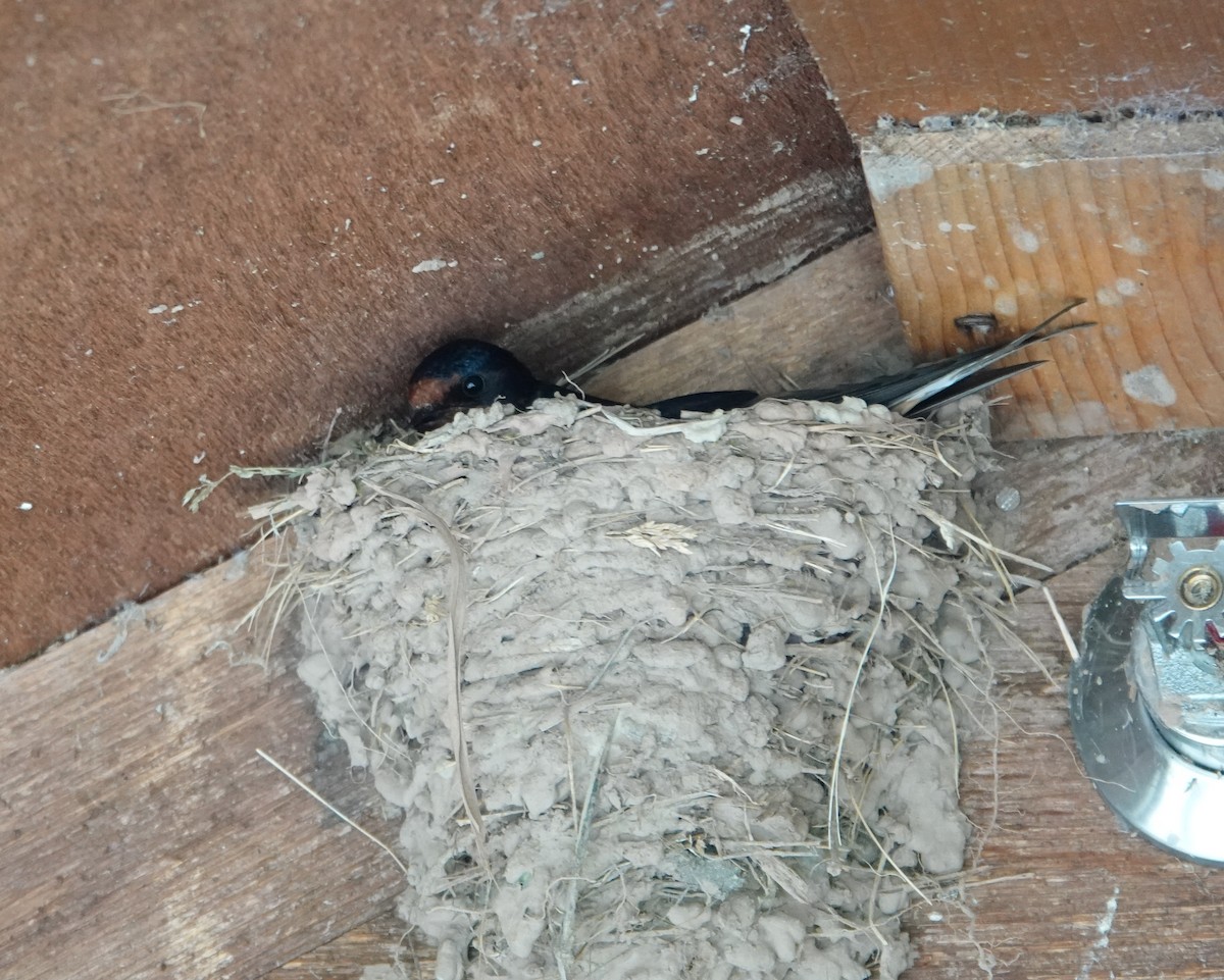 Barn Swallow - ML619823316