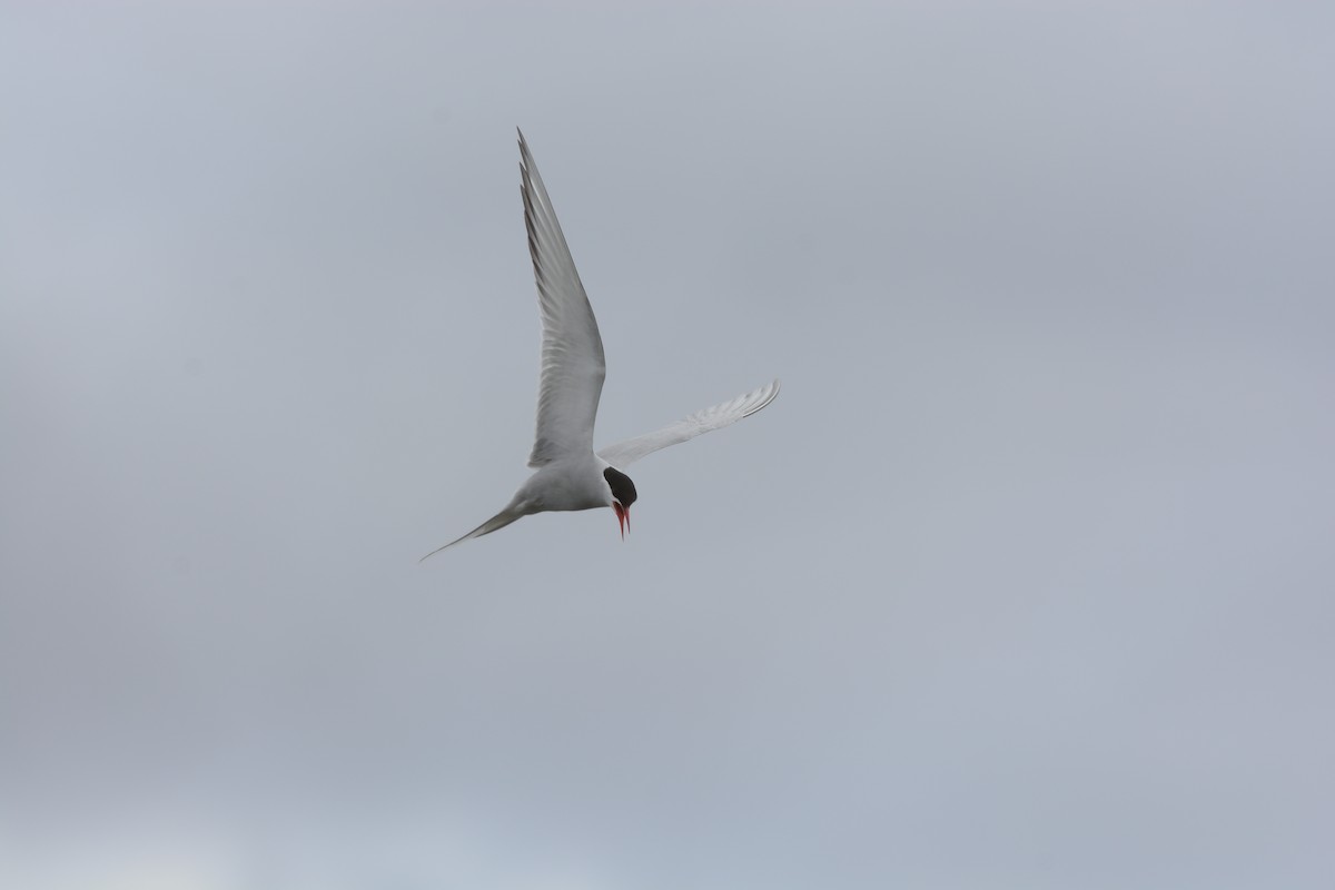 Arctic Tern - ML619823323