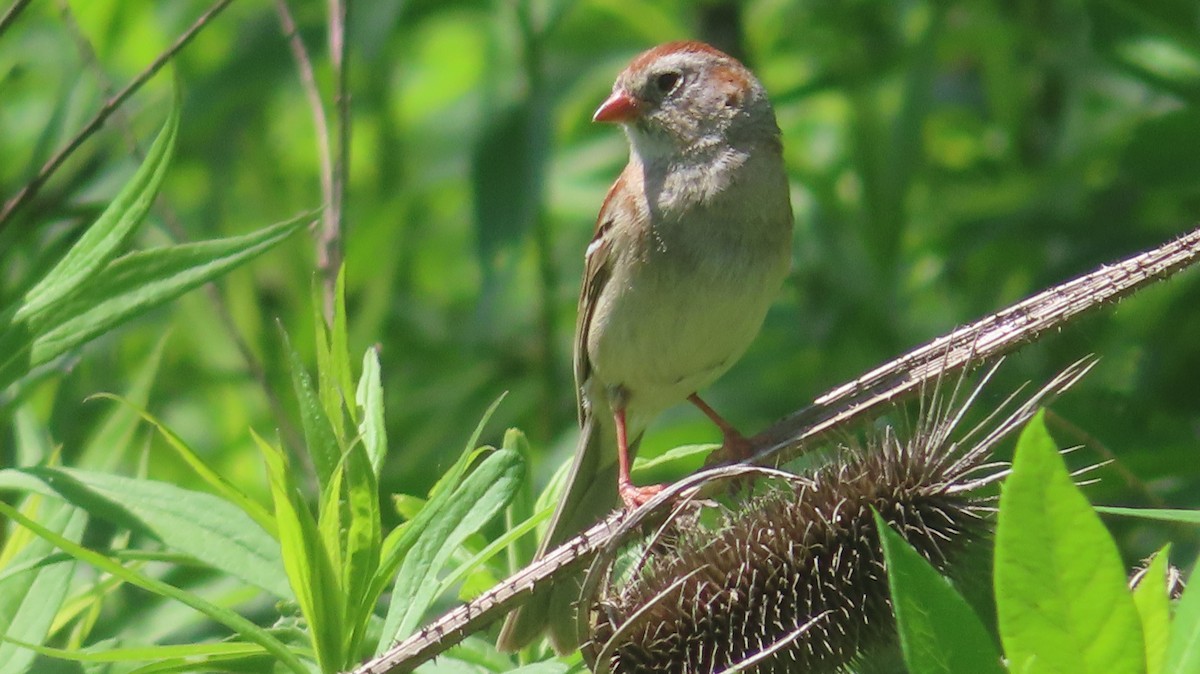 Field Sparrow - ML619823338