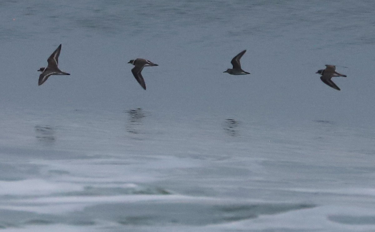 Semipalmated Plover - ML619823341