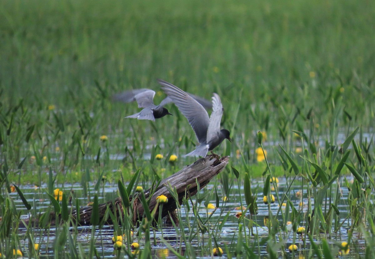 Black Tern - ML619823342