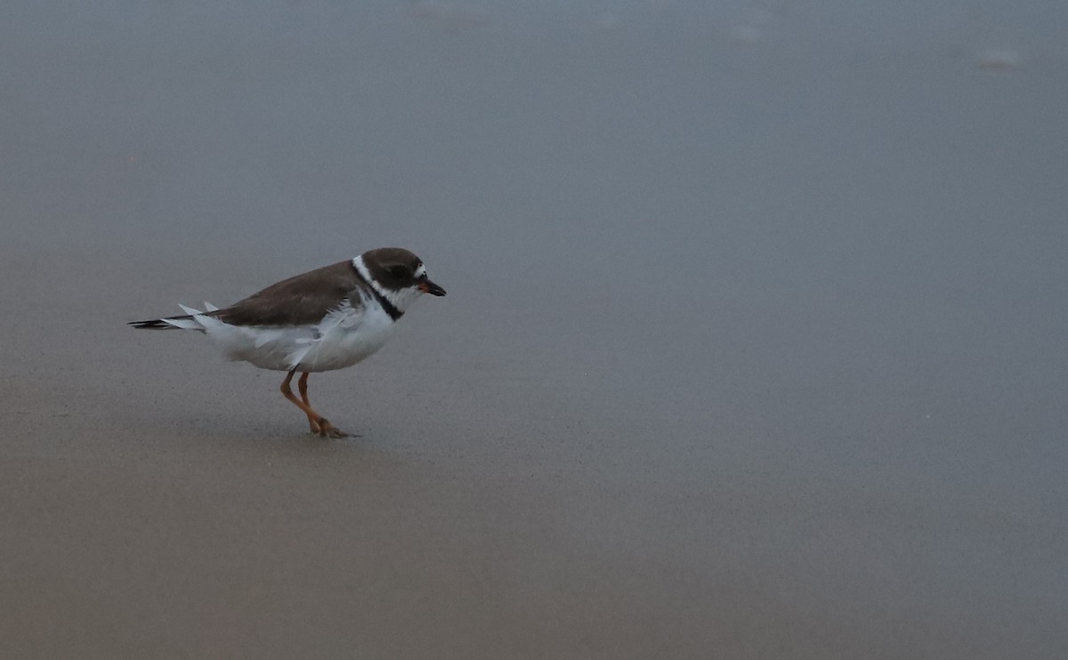 Semipalmated Plover - ML619823351