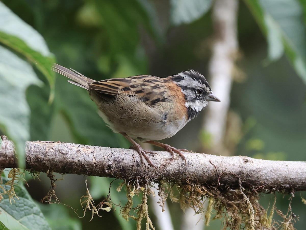 Rufous-collared Sparrow - ML619823352