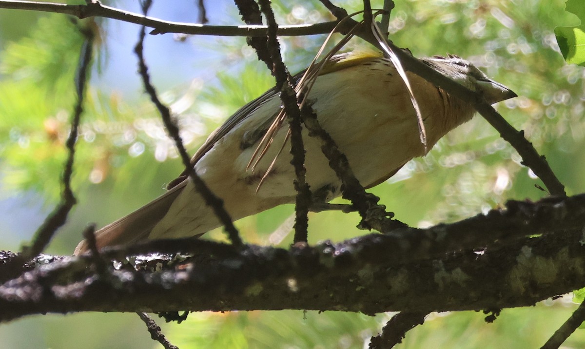 Black-headed Grosbeak - ML619823355