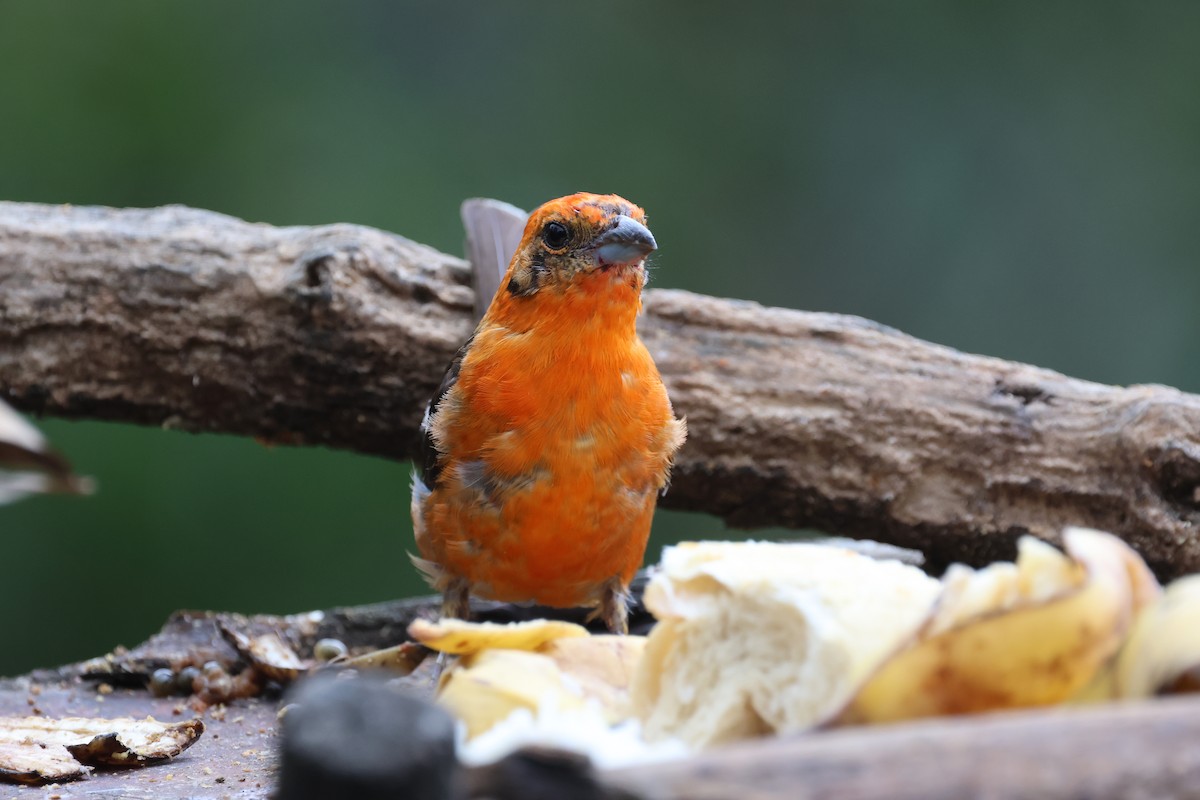 Flame-colored Tanager - ML619823357