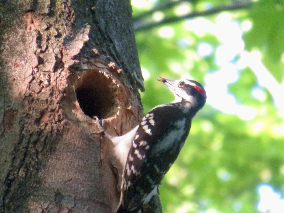 Hairy Woodpecker - ML619823359