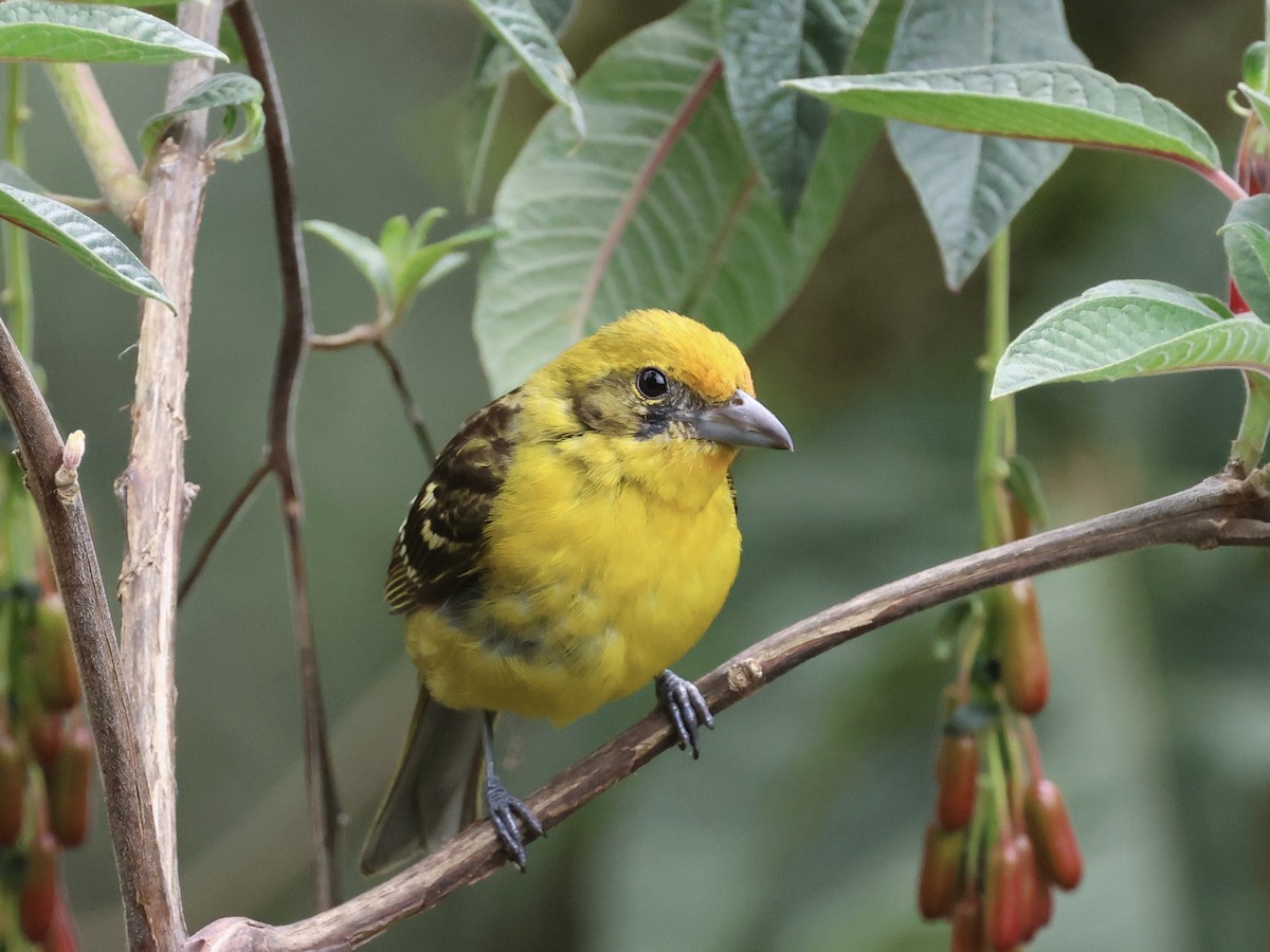 Flame-colored Tanager - ML619823362