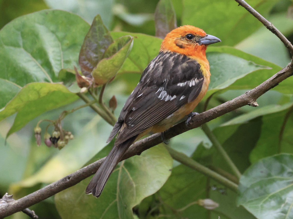 Flame-colored Tanager - ML619823369