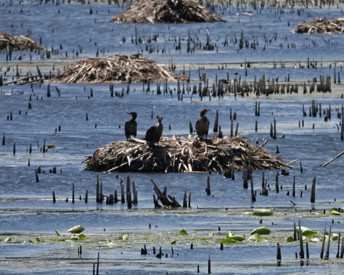 Double-crested Cormorant - ML619823377