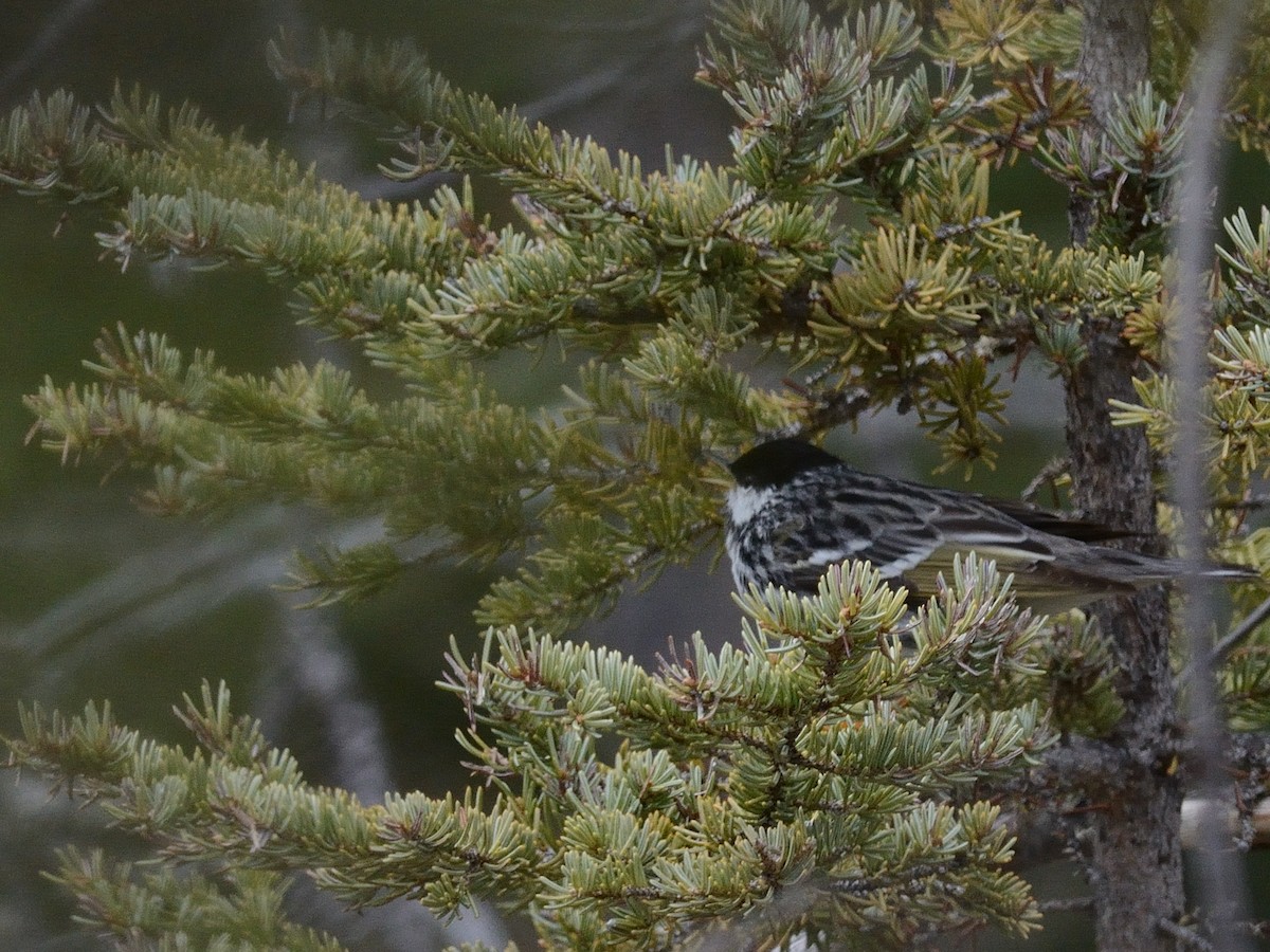 Blackpoll Warbler - ML619823410