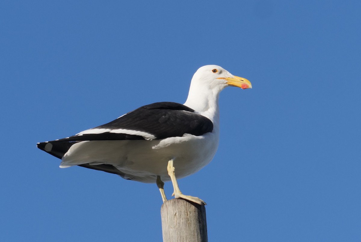 Kelp Gull - ML619823413