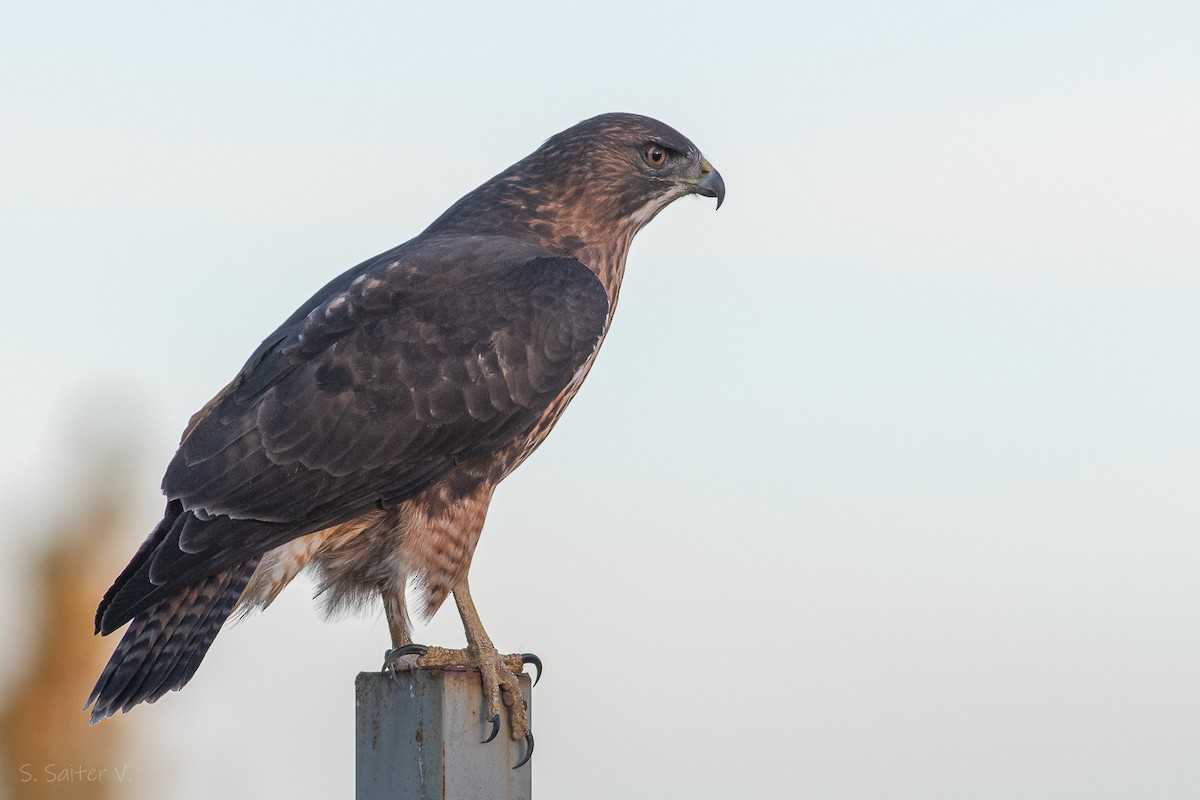 Rufous-tailed Hawk - ML619823419