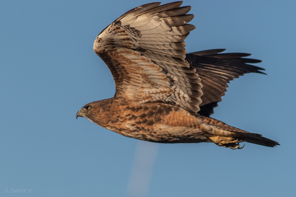 Rufous-tailed Hawk - ML619823420