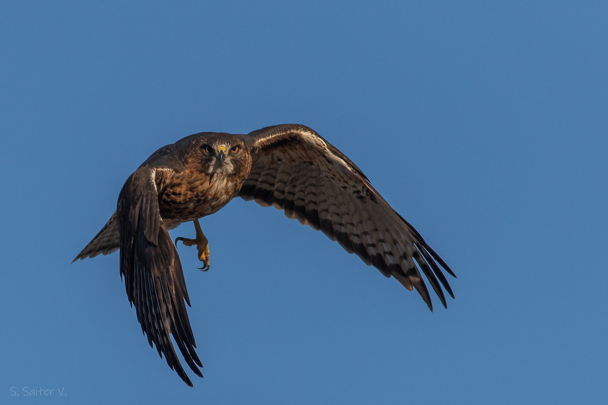 Rufous-tailed Hawk - Sebastián Saiter Villagrán