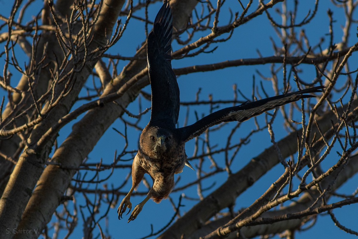 Rufous-tailed Hawk - ML619823422