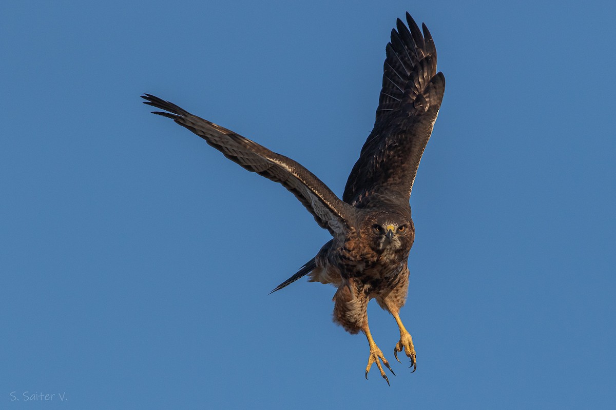 Rufous-tailed Hawk - ML619823424