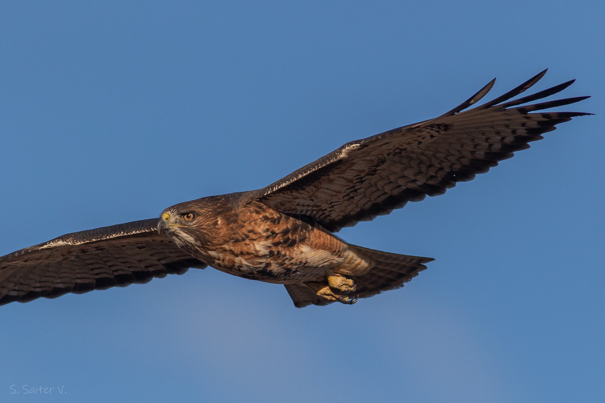 Rufous-tailed Hawk - ML619823425