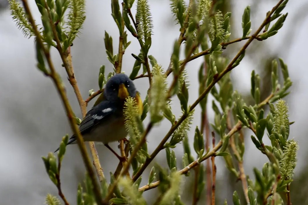 Northern Parula - Anne St-Jean