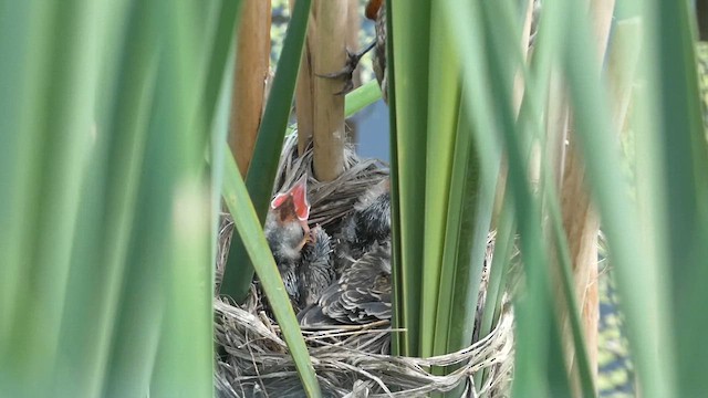 Red-winged Blackbird - ML619823486